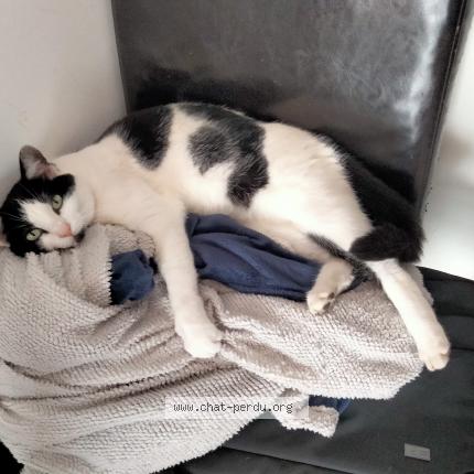 Photo 1/1 Cheyenne Chat lost in Langrune sur mer