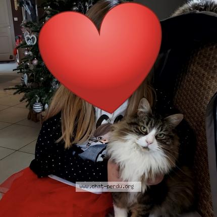 Photo 1/1 Rita Chat lost in Sainte suzanne sur vire