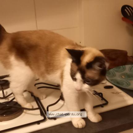 Photo 1/1 Found cat Found in Bordeaux