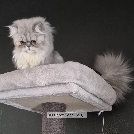 Photo 1/1 Bella Chat lost in Auxonne