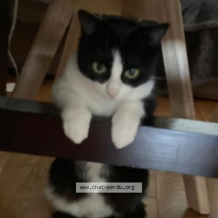 Photo 1/2 NALA Chat lost in Chatenay malabry