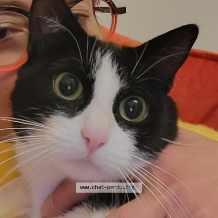 Photo 2/2 NALA Chat lost in Chatenay malabry