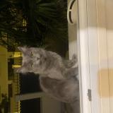 Picture of cat found at Neuilly Plaisance