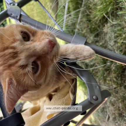 Photo 1/1 Theo Chat lost in Limerle