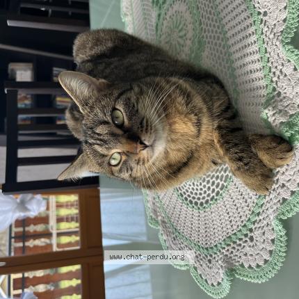 Photo 1/1 Câline Chat lost in Viuz la chiesaz