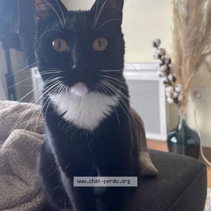 Photo 1/1 Shadow Chat lost in Merignac