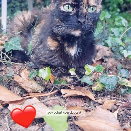 Photo 1/1 Petrousckà Chat lost in Gueugnon