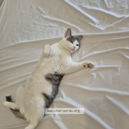 Photo 1/1 Bibi Chat lost in Pfastatt