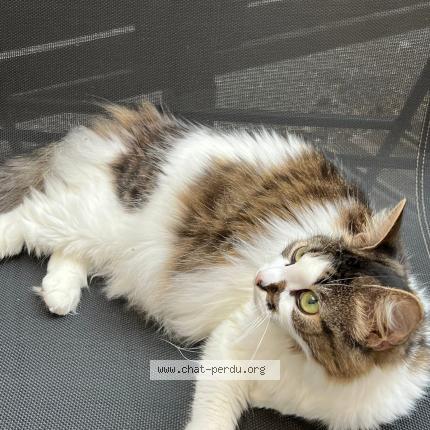 Photo 1/1 TYA Chat lost in Agen