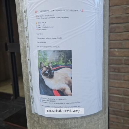 Photo 1/1 Nala Chat lost in Bruxelles
