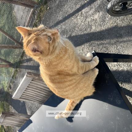 Photo 1/1 THEO Chat lost in Limerle