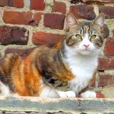 Picture of cat lost at Leuze En Hainaut