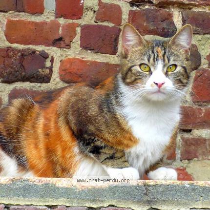 Photo 1/1 Shiva Chat lost in Leuze en hainaut