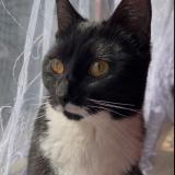 Picture of cat lost at Bruxelles