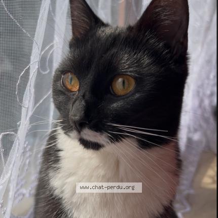 Photo 1/1 Mimi Chat lost in Bruxelles