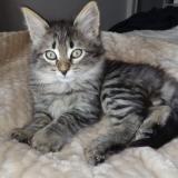 Picture of cat lost at Astaffort