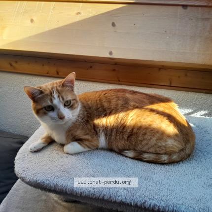Foto 1/1 Wiedergefundene Katze Verloren in Granges Marnand
