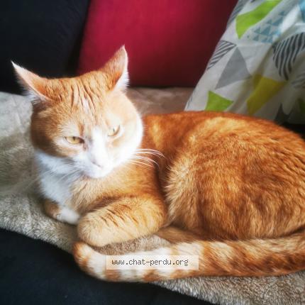 Photo 1/1 Twix Chat lost in Aucamville