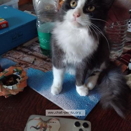 Photo 1/1 Triumph Chat lost in Airvault