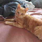 Picture of cat lost at Saint Dizier