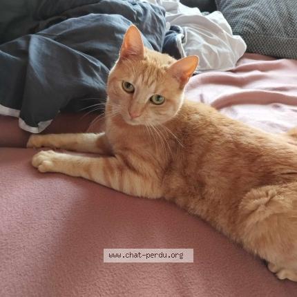 Photo 1/1 Sansa Chat lost in Saint dizier