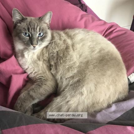 Photo 1/1 Arya Chat lost in Plerin