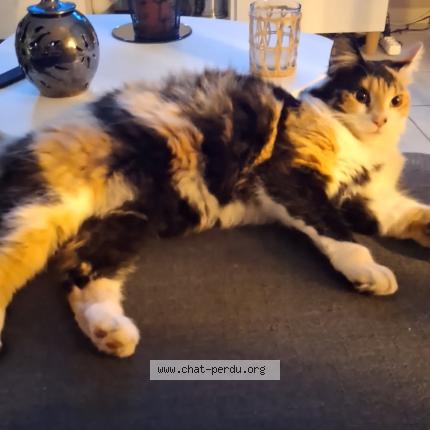 Photo 1/1 Uby Chat lost in Saint chamond