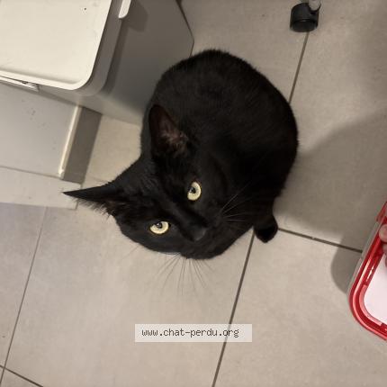 Photo 1/1 Moumou Chat lost in Aubigny les clouzeaux