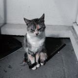 Picture of cat lost at Paris