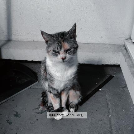 Photo 1/1 Nioucha Chat lost in Paris