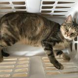 Picture of cat lost at Bayonnes