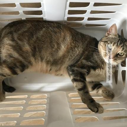 Photo 1/3 Pala Chat lost in Bayonnes