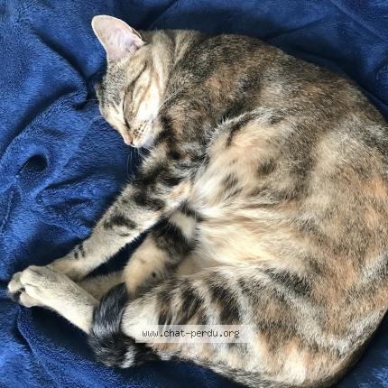 Photo 2/3 Pala Chat lost in Bayonnes