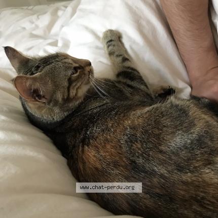 Photo 3/3 Pala Chat lost in Bayonnes