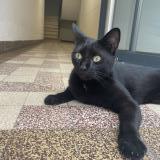 Picture of cat found at Toulouse