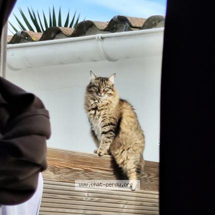 Photo 1/1 P'tit cul Chat lost in Corneilhan