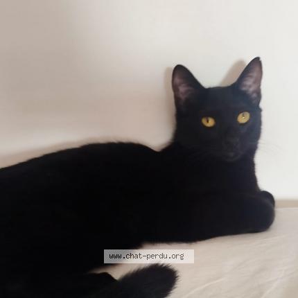 Photo 1/1 Vicky Chat lost in Nezel