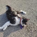 Picture of cat found at Sion