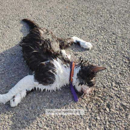 Photo 1/1 Found cat Found in Sion