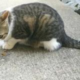 Picture of cat lost at Louverne