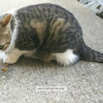 Photo 1/1 Tequila Chat lost in Louverne