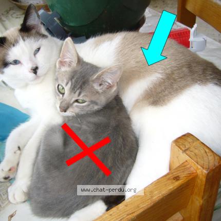 Photo 1/1 Zouzou blanc Chat lost in Audelange rochefort sur nenon