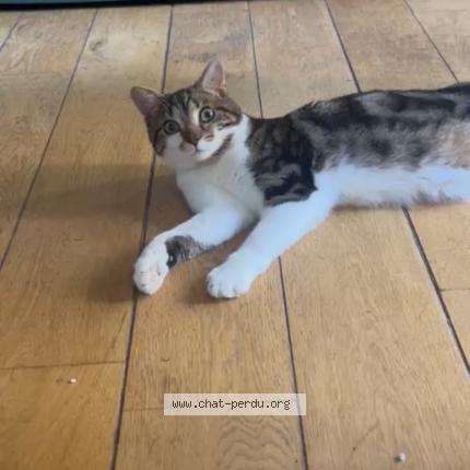 Photo 1/1 Moon Chat lost in Suresnes