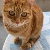 Picture of cat lost at Grenoble
