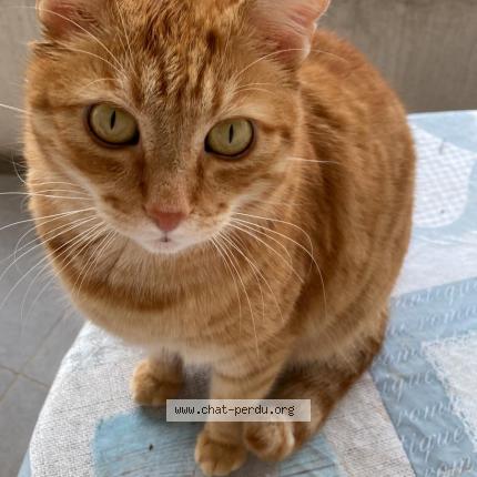 Photo 1/1 Stan Chat lost in Grenoble