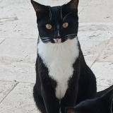 Picture of cat lost at Le Pouget