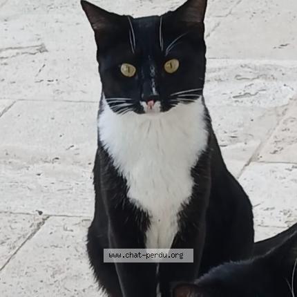 Photo 1/1 Zebda Chat lost in Le pouget