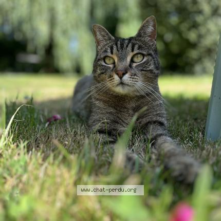 Photo 1/1 Zoula Chat lost in Saint ouen sur iron