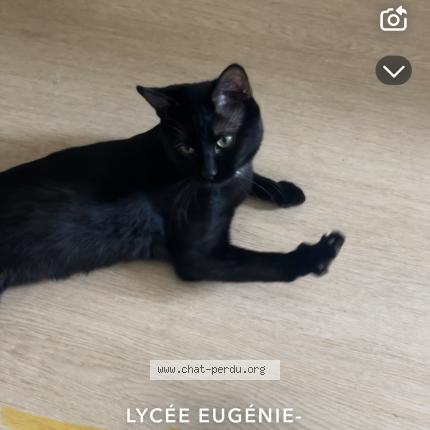 Photo 1/1 Oscar Chat lost in Montruil