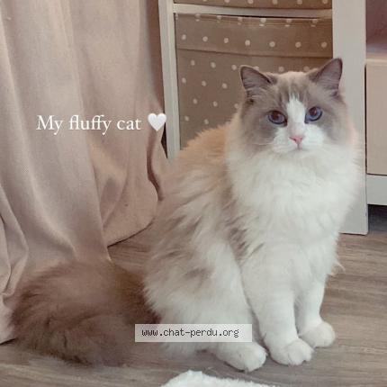 Photo 1/1 Ulki Chat lost in Longjumeau